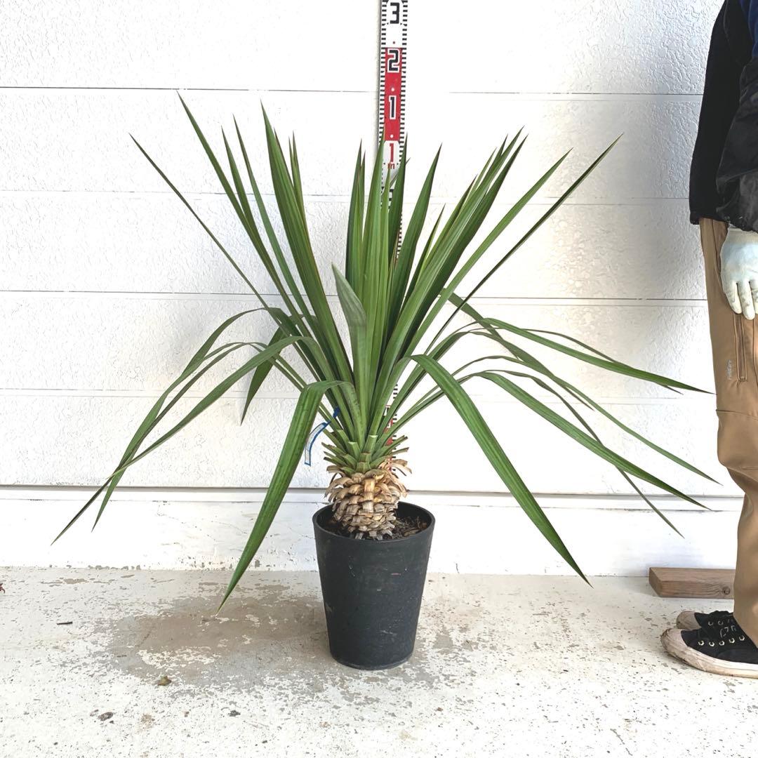 ユッカ　レクルビフォリア　ペンデュラ　ポット　33