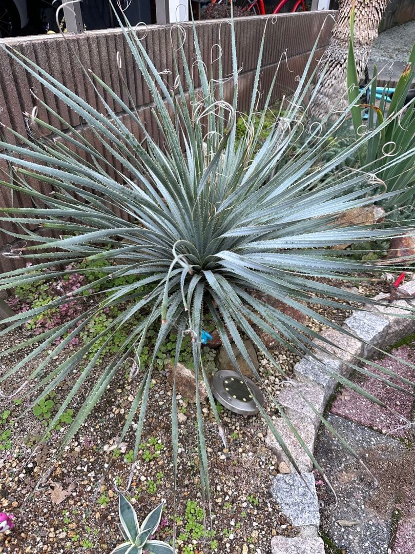 ダシリリオン　ウィーレリ