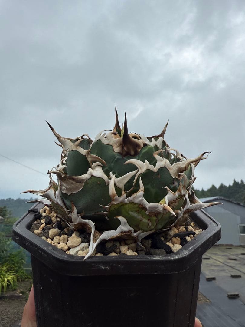 アガベ　チタノタ　白鯨　lize産　発根済み　台湾鉢5号