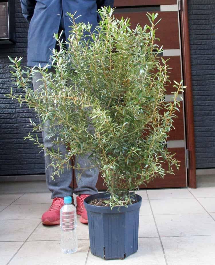 【現品】グレビレア・ビッグレッド　グレビリア　8号鉢　2F番