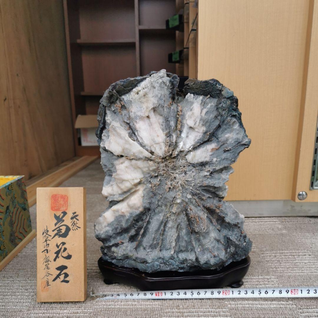 根尾谷産　牙菊花石　13.8キロ　菊花石　鑑賞石　石　置物　オブジェ　インテリア