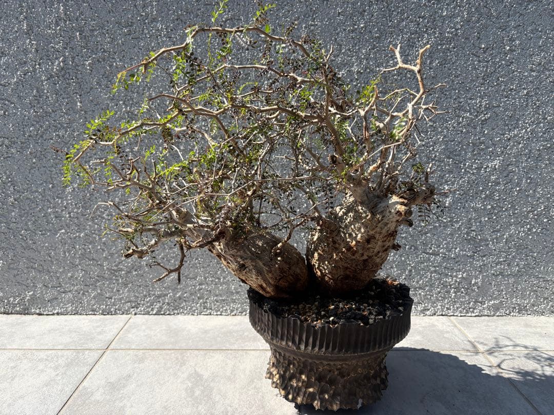 オペルクリアパキプス　塊根植物　2頭　現地株