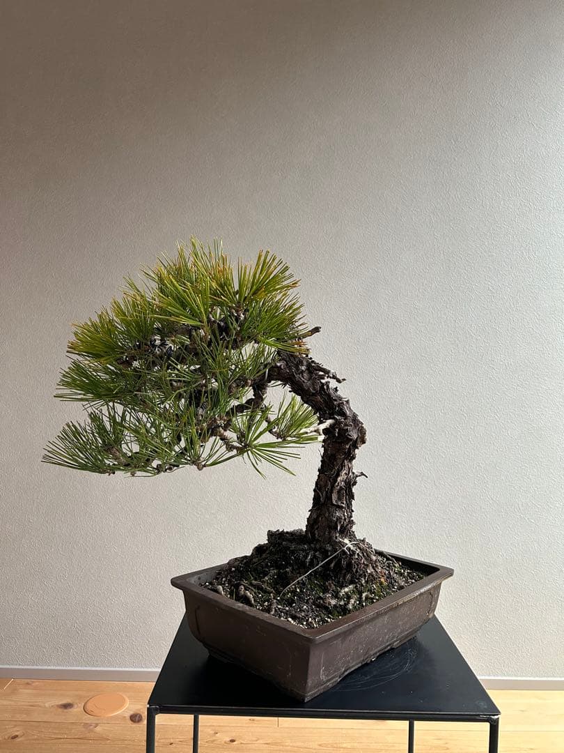 黒松　盆栽　激古　中品　足元15㎝