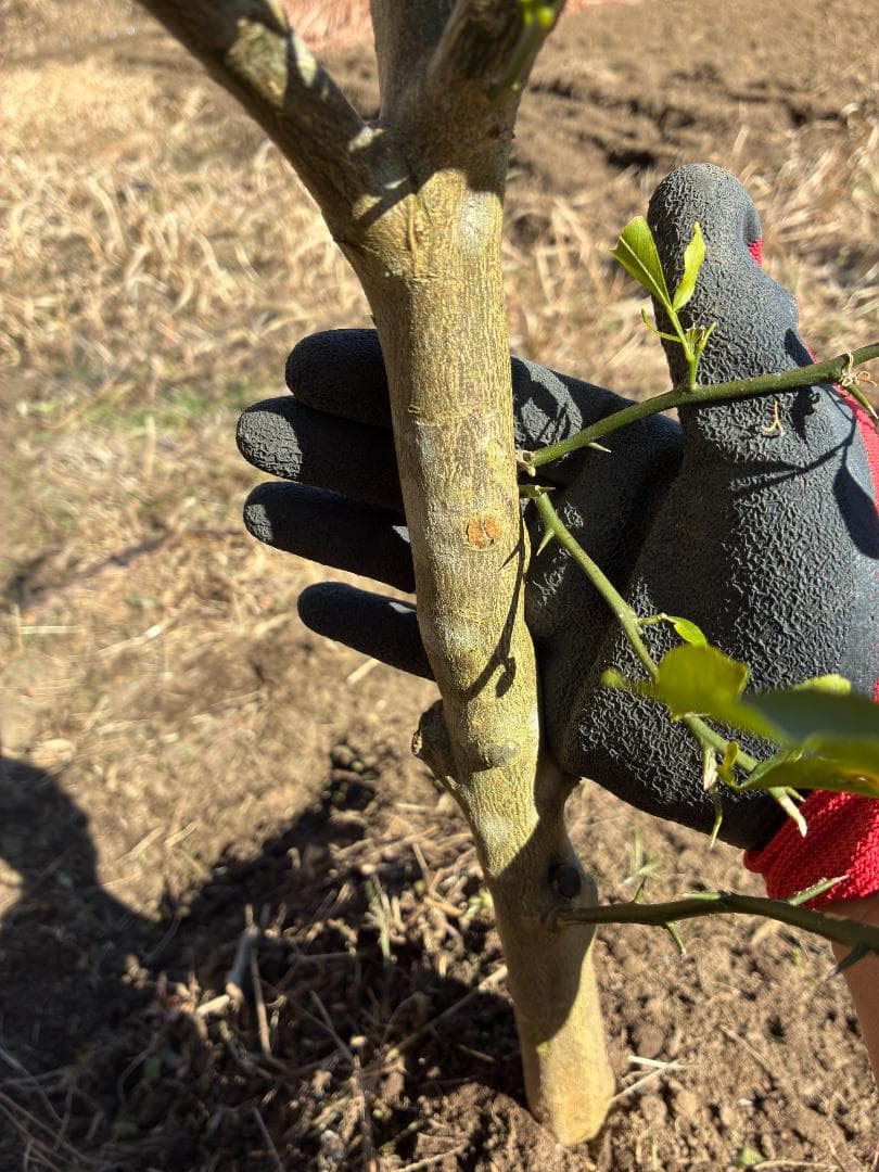 スイングルシトルメロ【4年生 大苗】