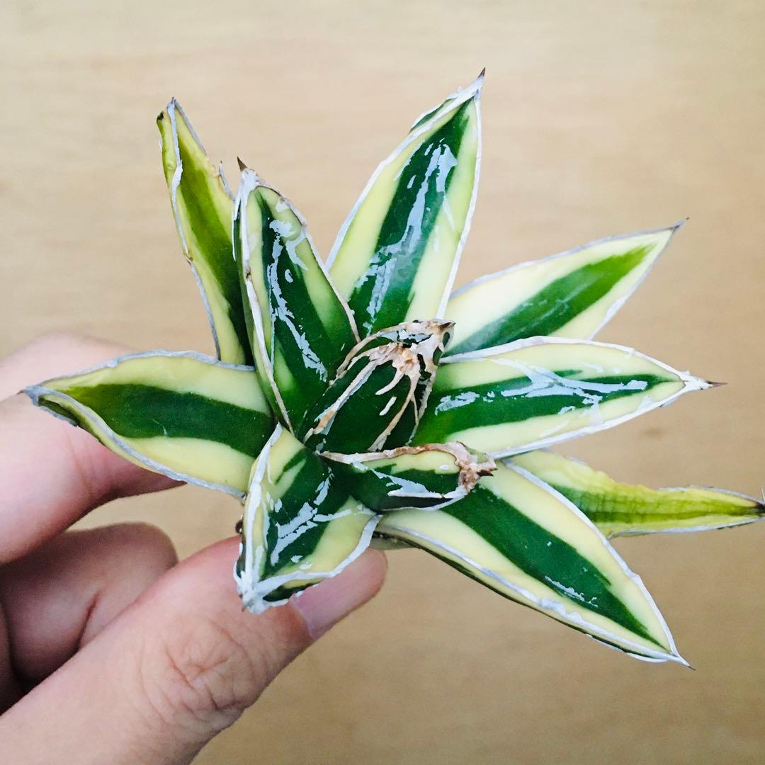 【稀少】7 笹の雪錦 クリーム覆輪斑 短葉 TC株 アガベ ビクトリアレジーナ