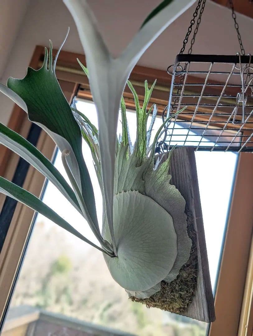 ビカクシダ ベイチー ワイルド オーストラリア 子株 板付け