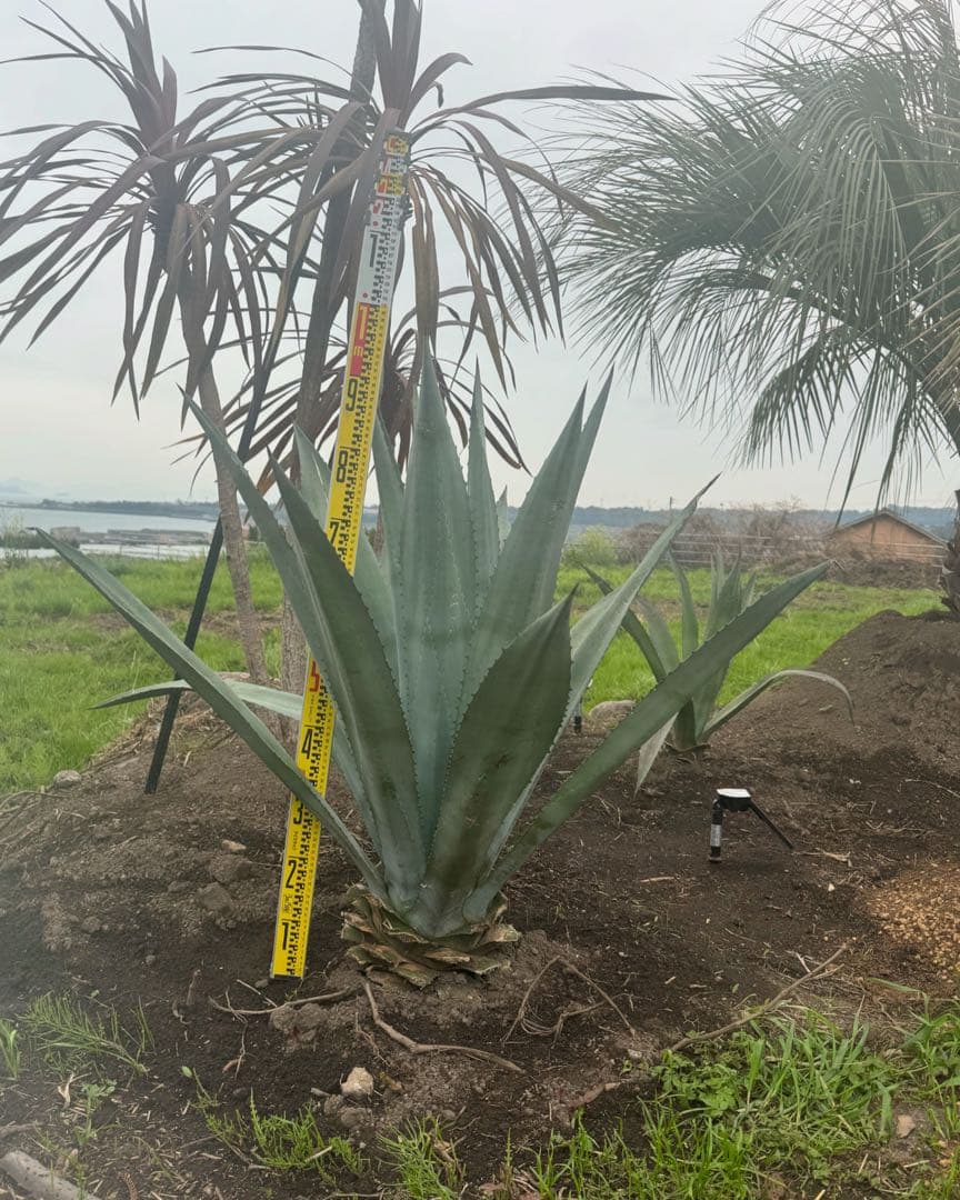 アガベアメリカーナ