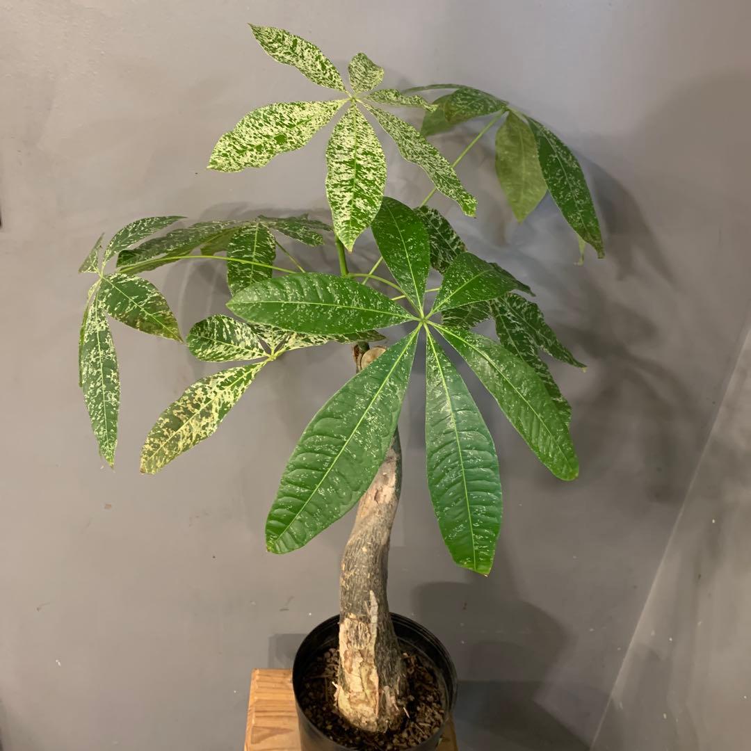 パキラ ミルキーウェイ 1