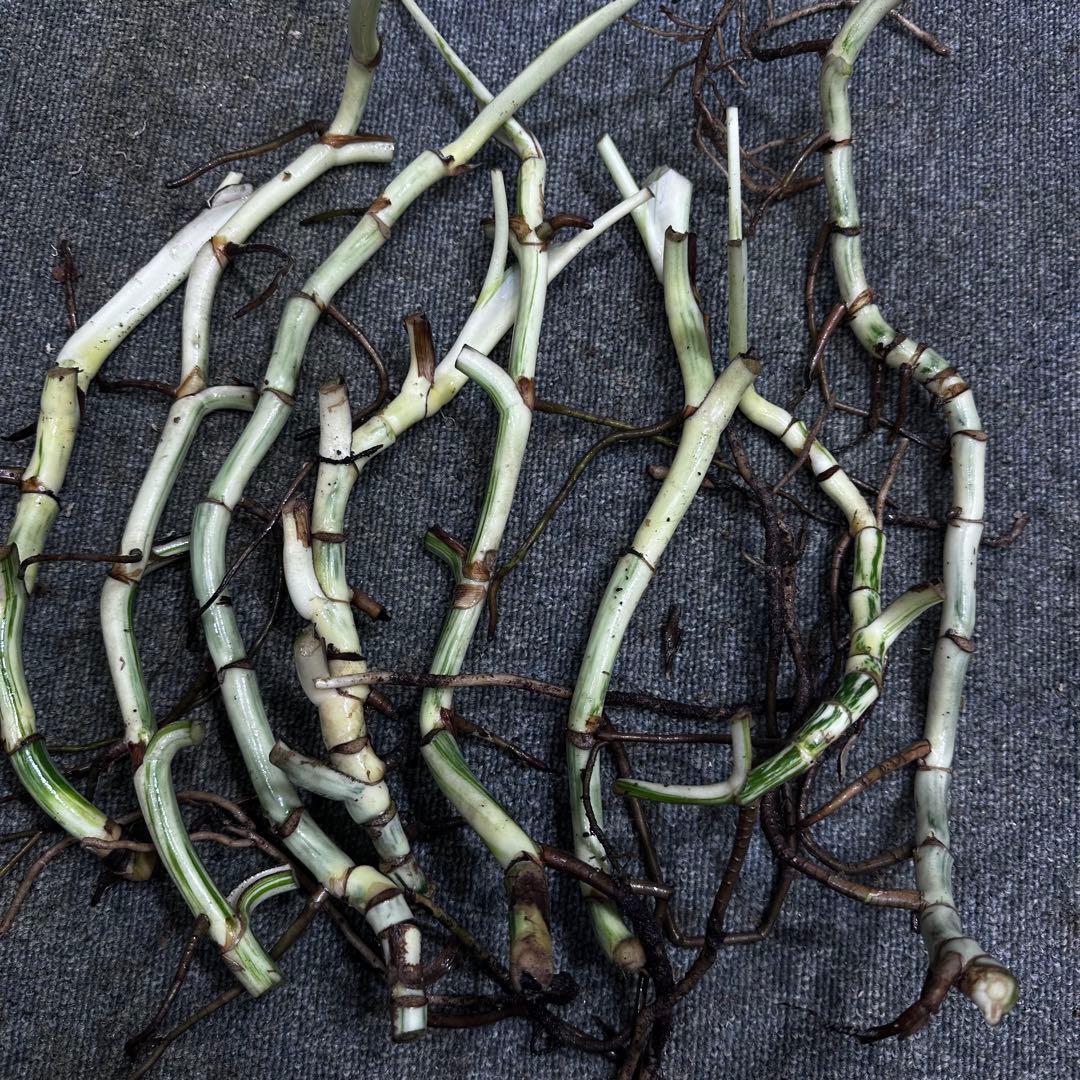 斑入りモンステラホワイトタイガー茎8株おまとめ