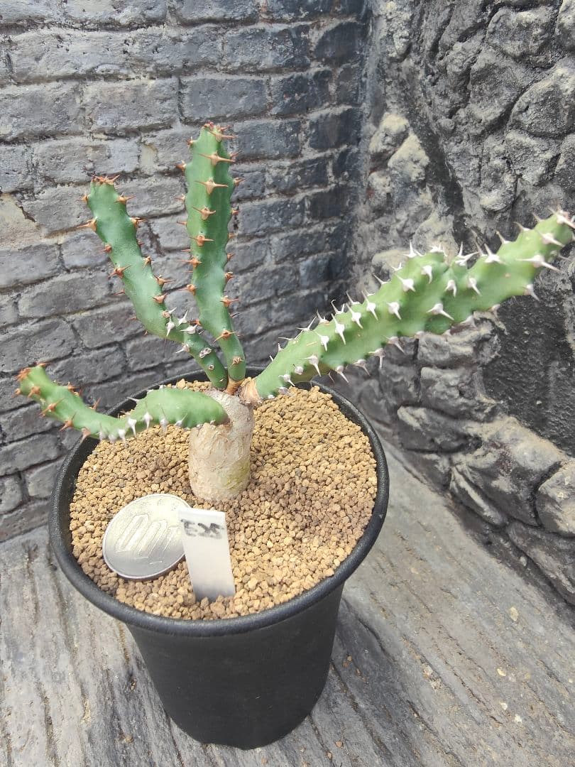 ユーフォルビア　スクアローサ　実生　E25