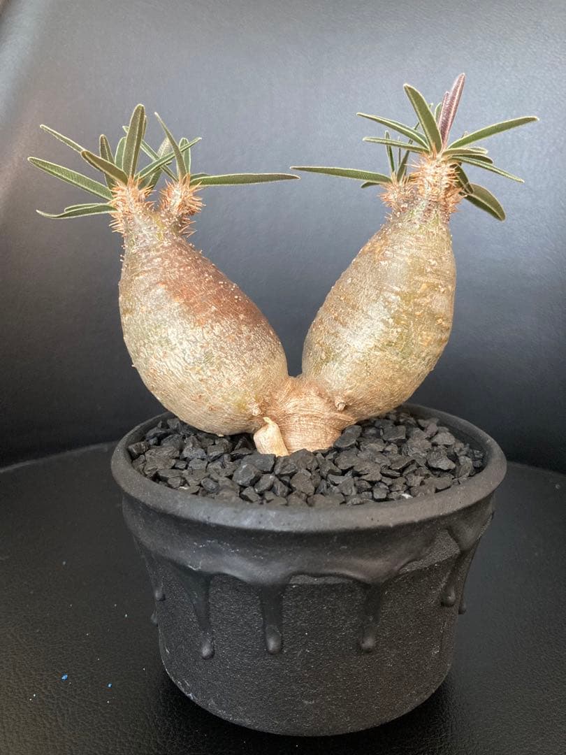 パキポディウムグラキリス　将来有望美形　二頭シンメトリー　発根済み！