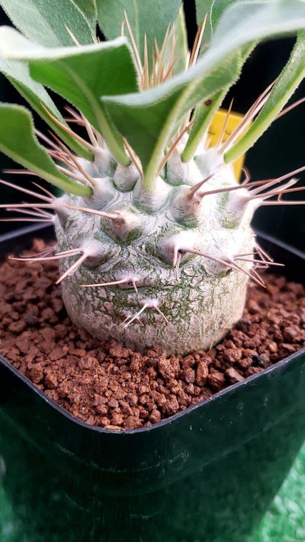 パキポディウム　ナマクアナム　光堂実生