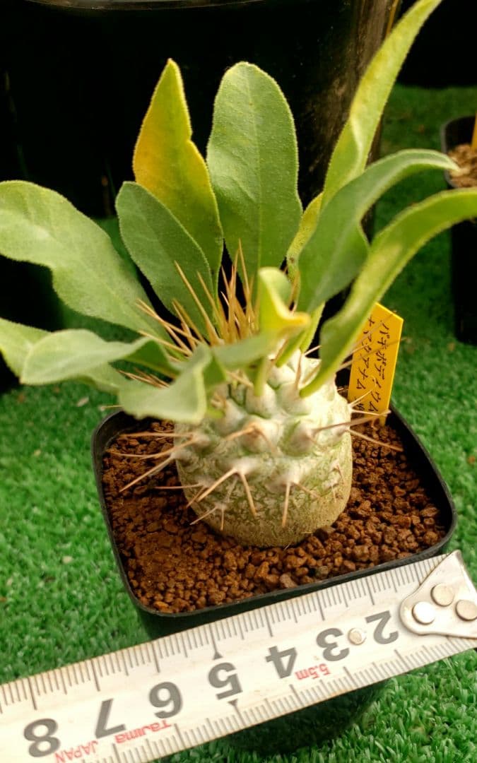 パキポディウム　ナマクアナム　光堂実生