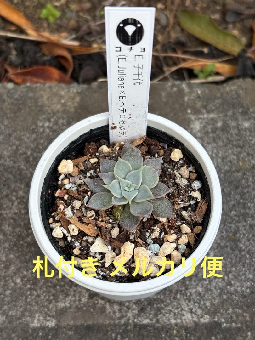 希少 コチョコチョさん苗 命名種 子千代 札付き 多肉植物