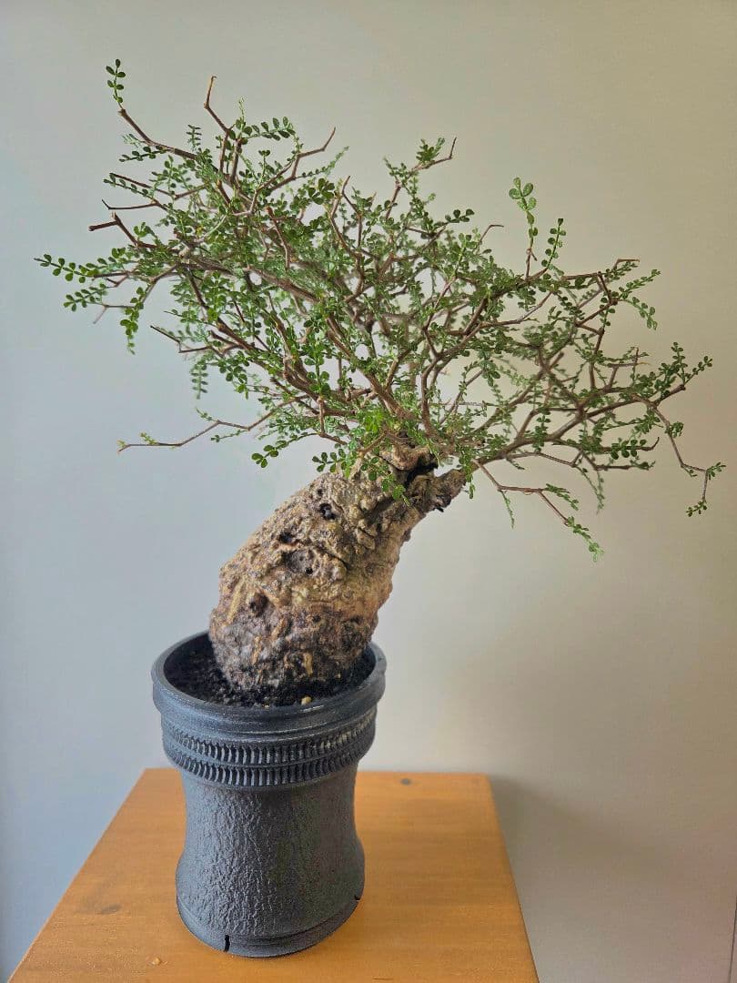 【最終値下げ】オペルクリカリア　パキプス　現地球　屋外管理約3年