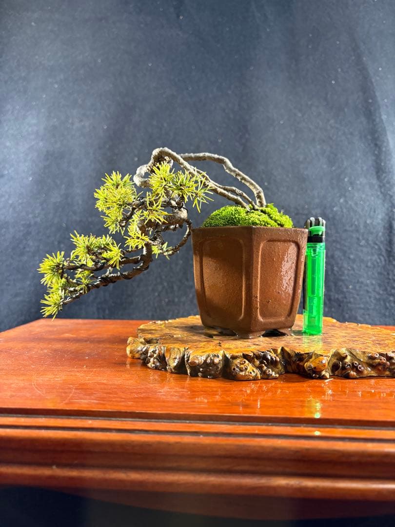 小品盆栽、赤石五葉松、値上り、懸崖作り 変わり木、目立った傷や汚れ無し