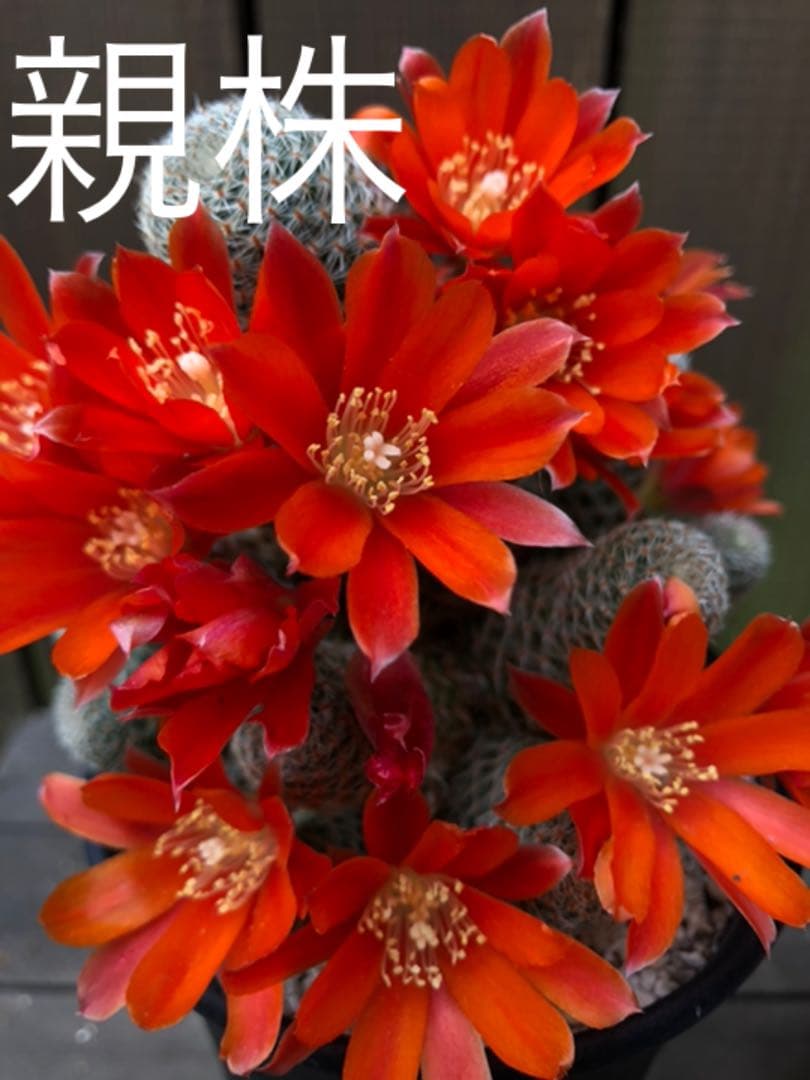 専用ページです！サボテン レブチア テレサエ♪1個 つぼみアリ