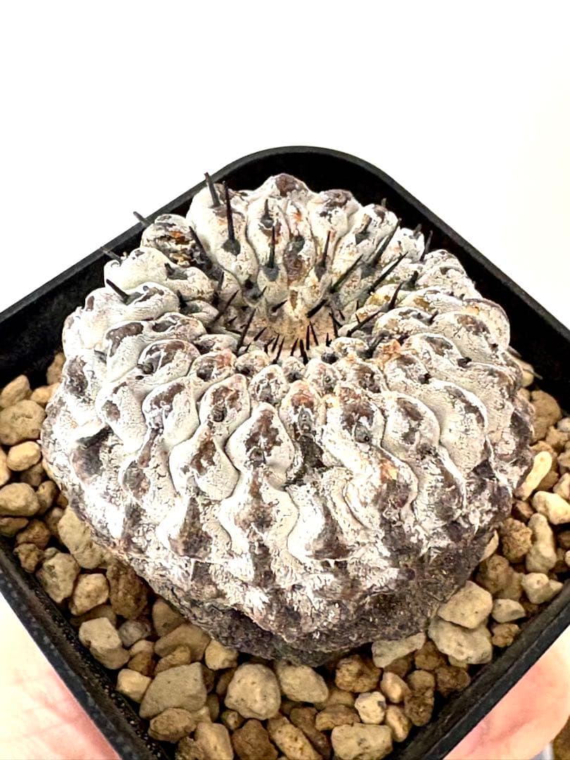 【超希少】現地球　コピアポア　シネレア　コルムナアルバ　孤竜丸　No.55