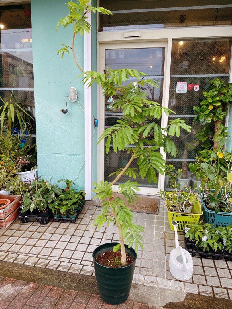 エバーフレッシュ　自然樹形　大型　引き取り希望