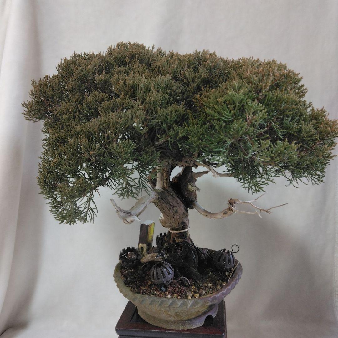 糸魚川しんぱく。シャリ、神付き　依頼品黒松、しんぱく、五葉松