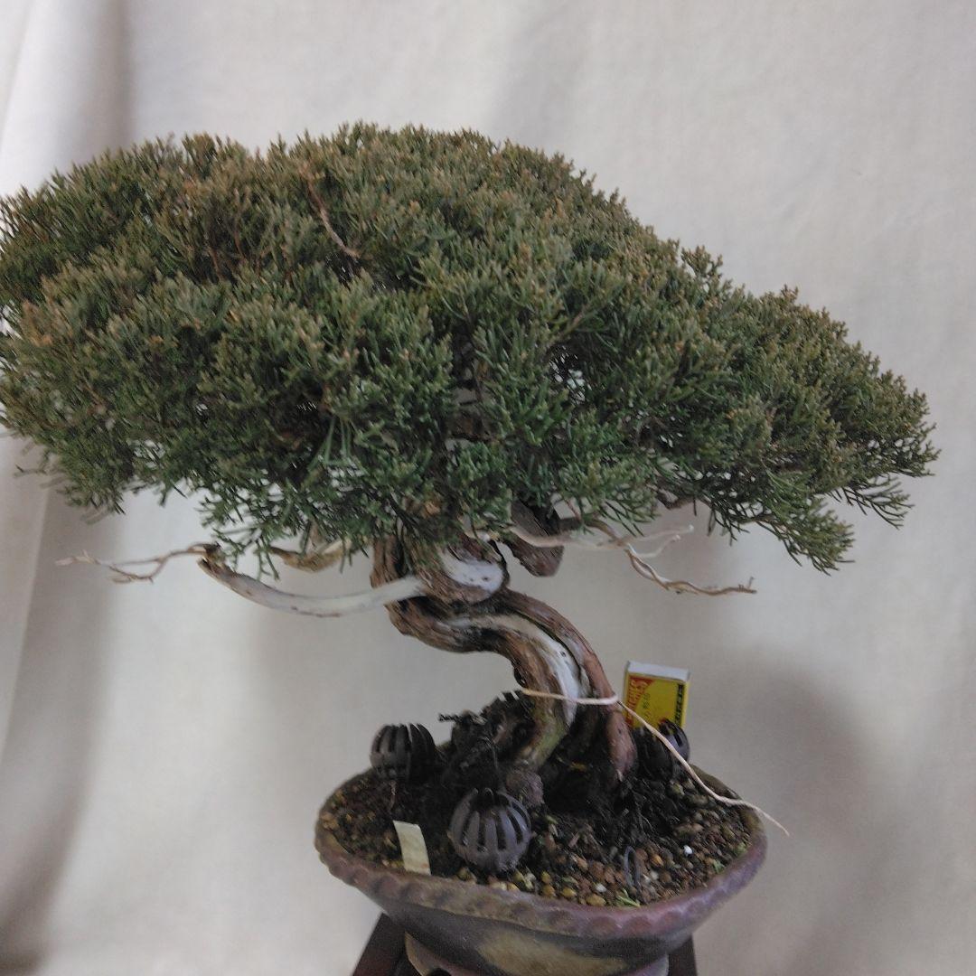 糸魚川しんぱく。シャリ、神付き　依頼品黒松、しんぱく、五葉松