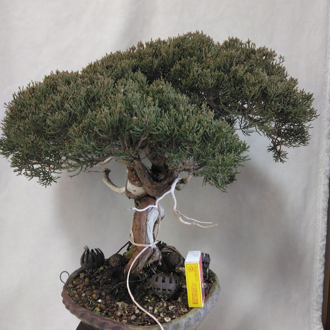 糸魚川しんぱく。シャリ、神付き　依頼品黒松、しんぱく、五葉松