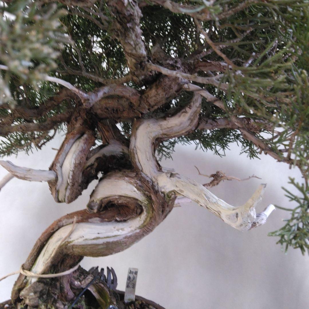 糸魚川しんぱく。シャリ、神付き　依頼品黒松、しんぱく、五葉松