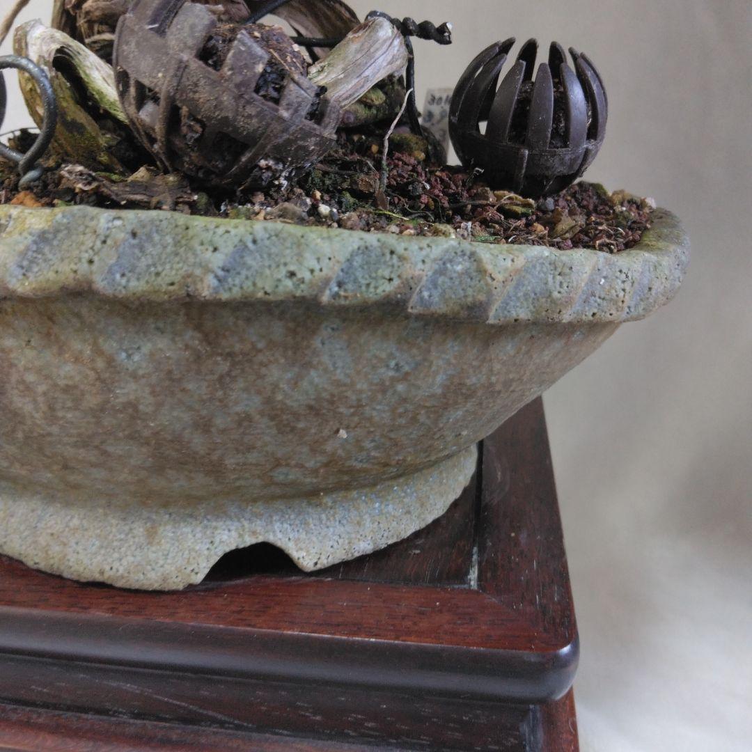 糸魚川しんぱく。シャリ、神付き　依頼品黒松、しんぱく、五葉松