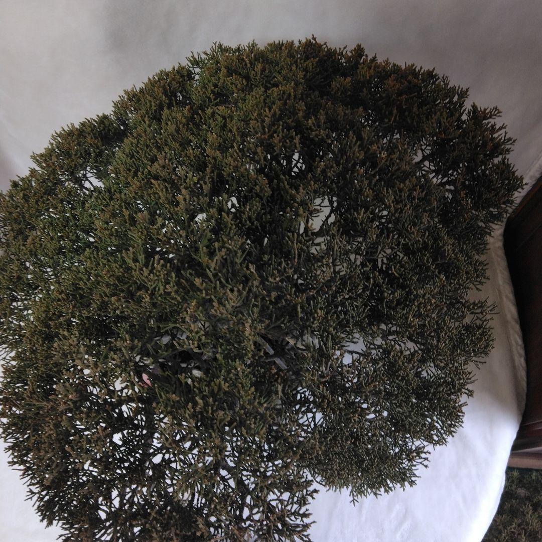 糸魚川しんぱく。シャリ、神付き　依頼品黒松、しんぱく、五葉松