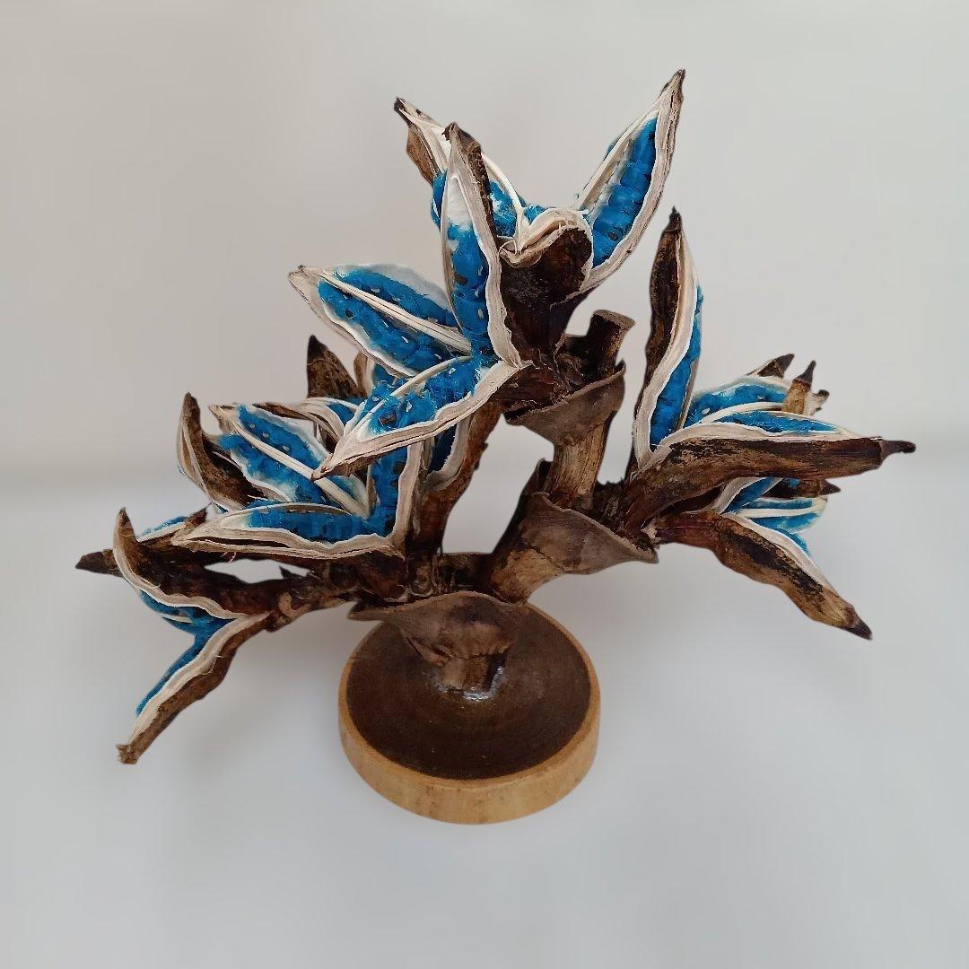 ★タビビトノキ★オオギバショウ大きめ⑦