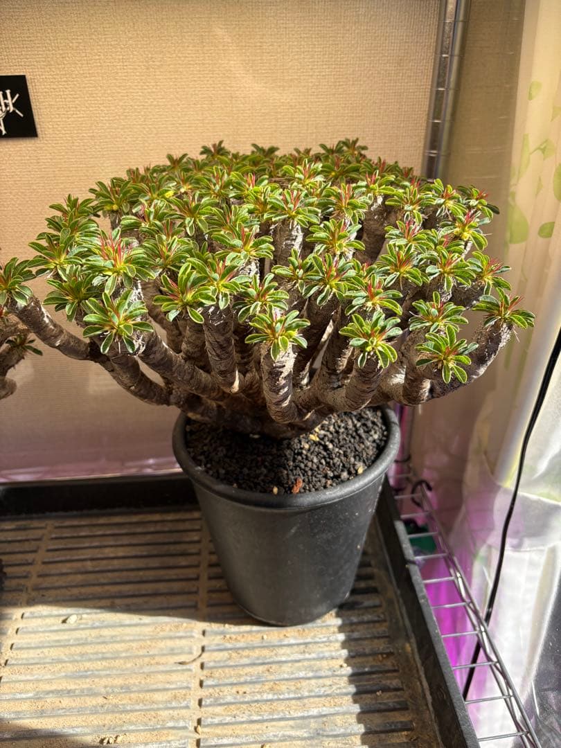 ギラウミニアナ 現地株 大株