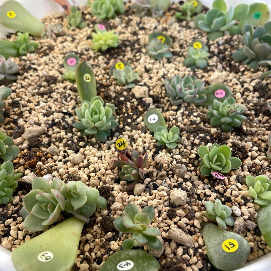 人気♪ 特別価格セット　ミックスベリア　葉挿しっ子　30種　オマケ付　メルカリ便