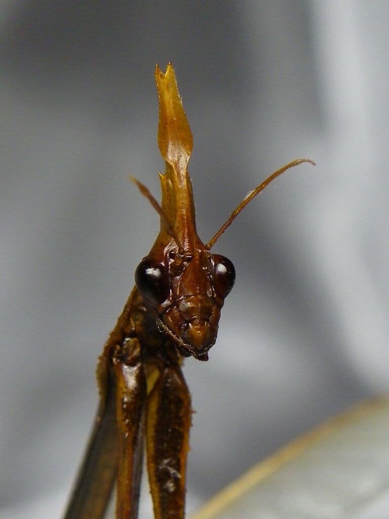 エンプーサペンナータ　クシヒゲカマキリ　ペア 立体標本　ジャンク