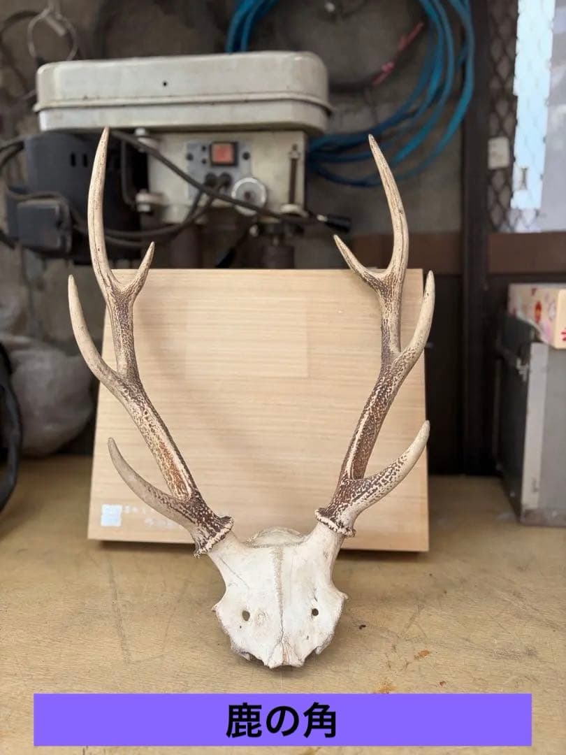 【1点もの] ハンティングトロフィー　鹿の角　頭蓋骨　日本鹿