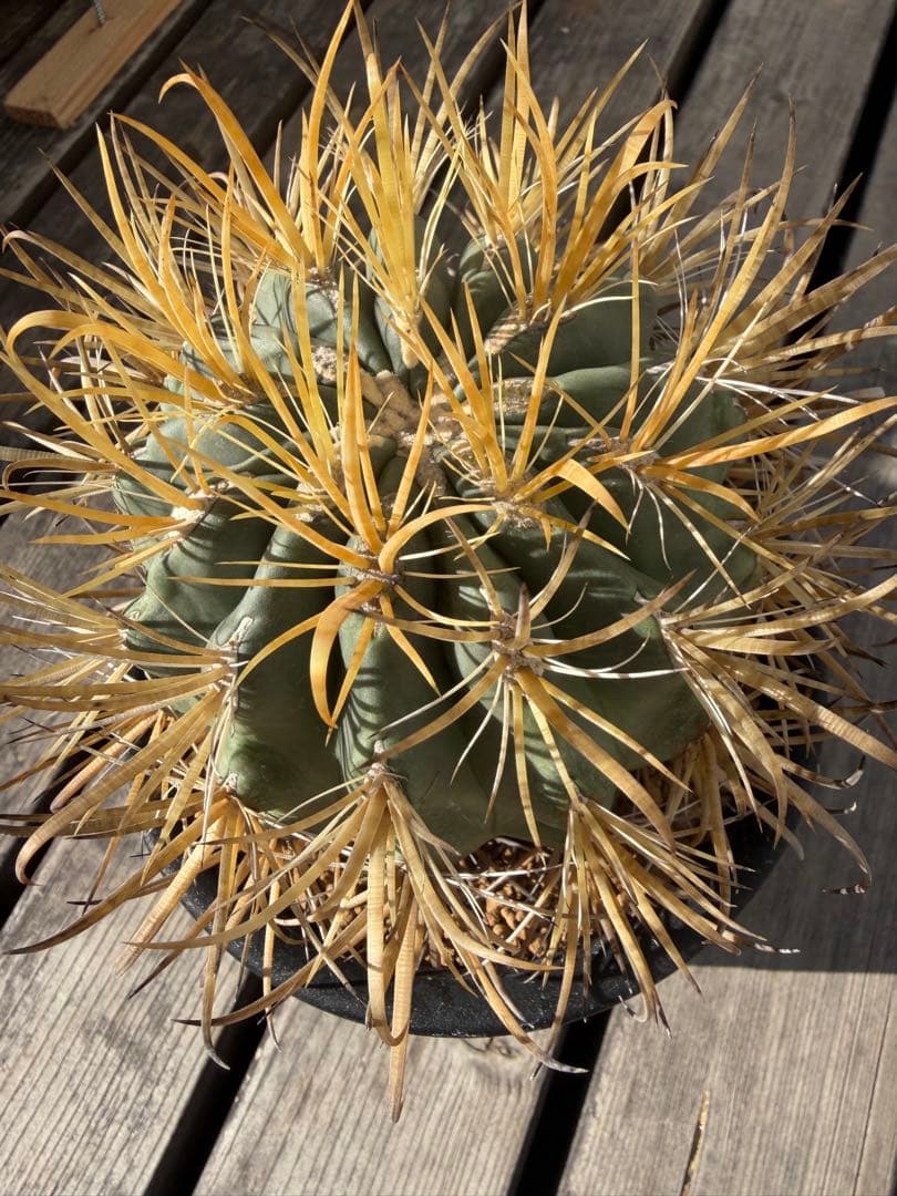 フェロカクタス金冠竜◇多肉サボテン　アガベ ユッカ　ハオルチア　アロエ　チタノタ