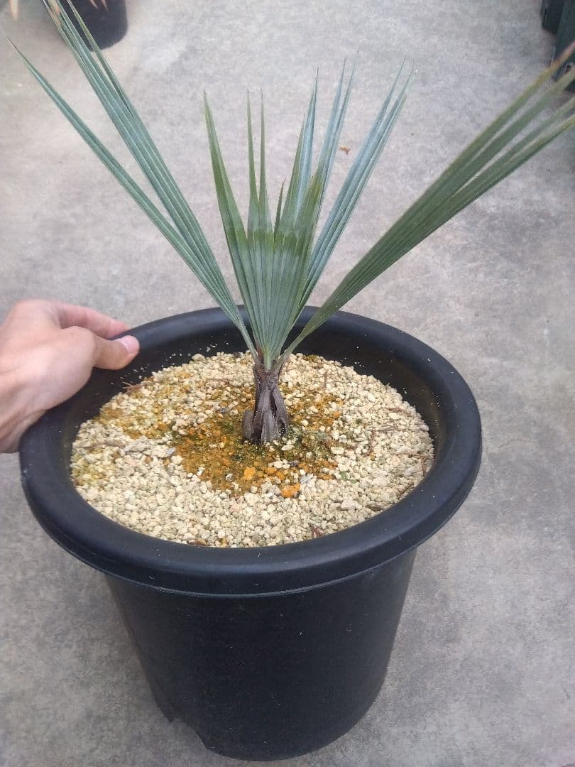 ブラヘアアルマータ　9号鉢つき　ま