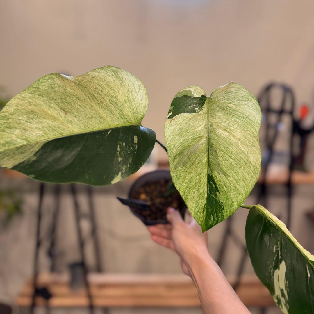 26 モンステラ　ボルシギアナ　‘タイ　ミント’ フルミントに転じる可能性あり