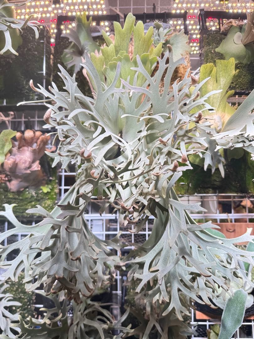 胞子　willinckii cv 伊右衛門　ビカクシダ