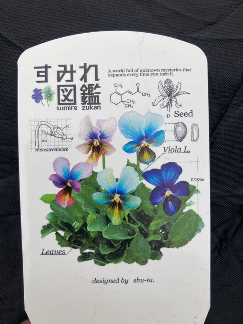 M*I様 すみれ図鑑　ビオラ　濃緑青　SA