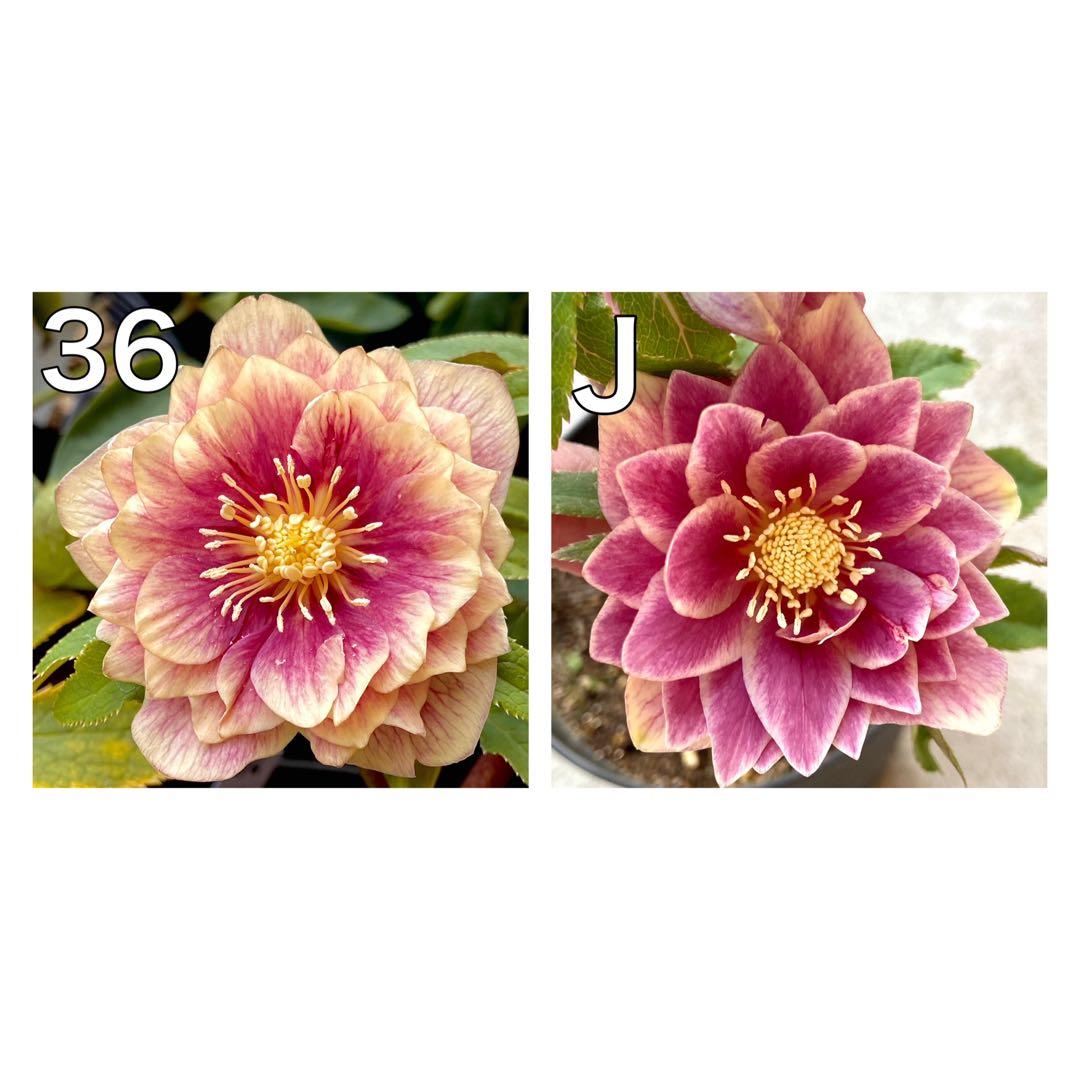 ソレイユ×ソレイユ★クリスマスローズ交配苗★未開花株★ピンクリバーシブルオーレア