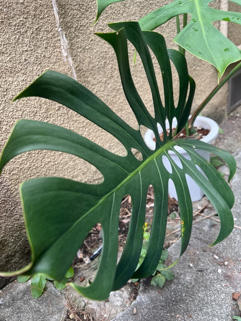 【スケルトン】トップカット モンステラ