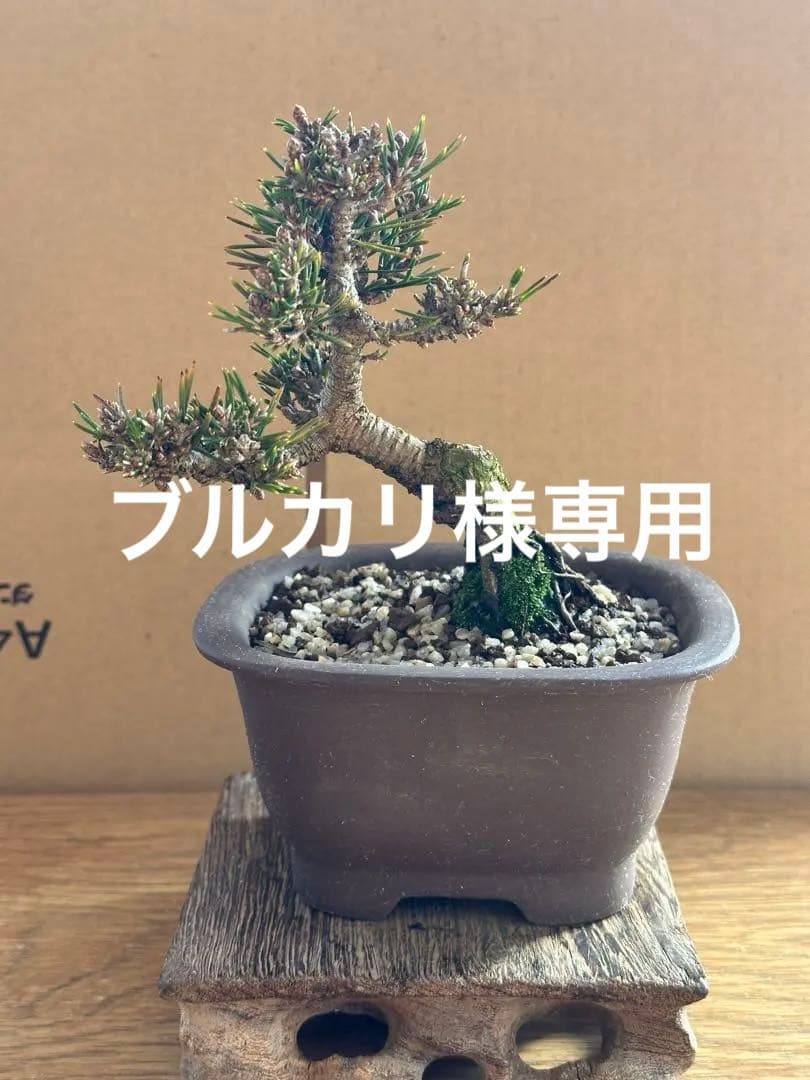 小品盆栽 千寿姫