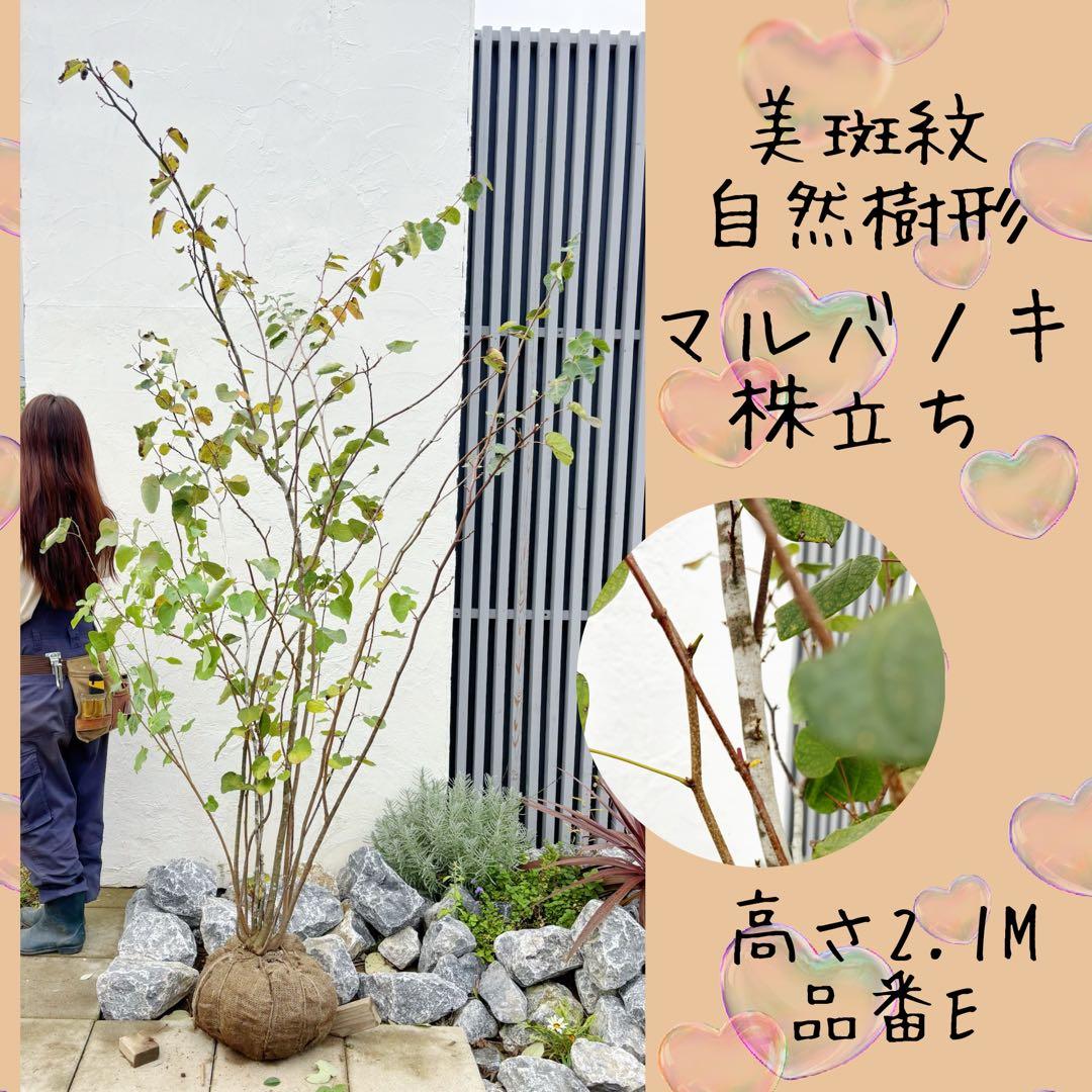 逸品。美斑紋 マルバノキ本株立ち2.1M(鉢底から)品番E
