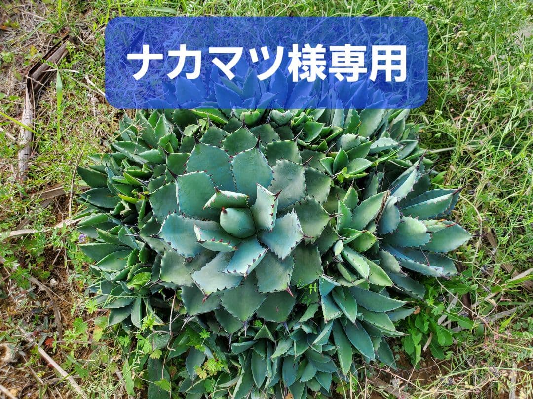 アガベ うねうね