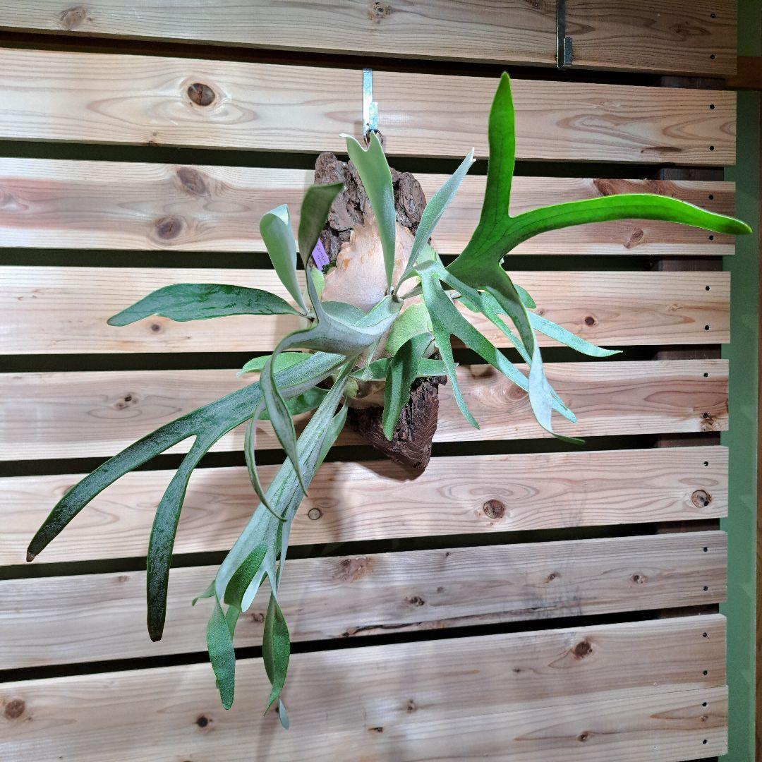 P.pumilum　OC【ビカクシダ　ベイチープミラム OC】