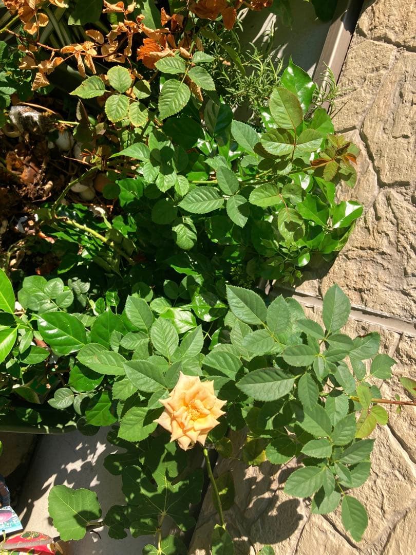 切り花　バラ苗　6号鉢