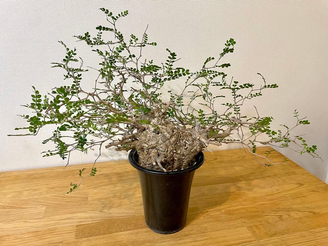 落葉中【コレクション株】オペルクリカリア パキプス 現地株