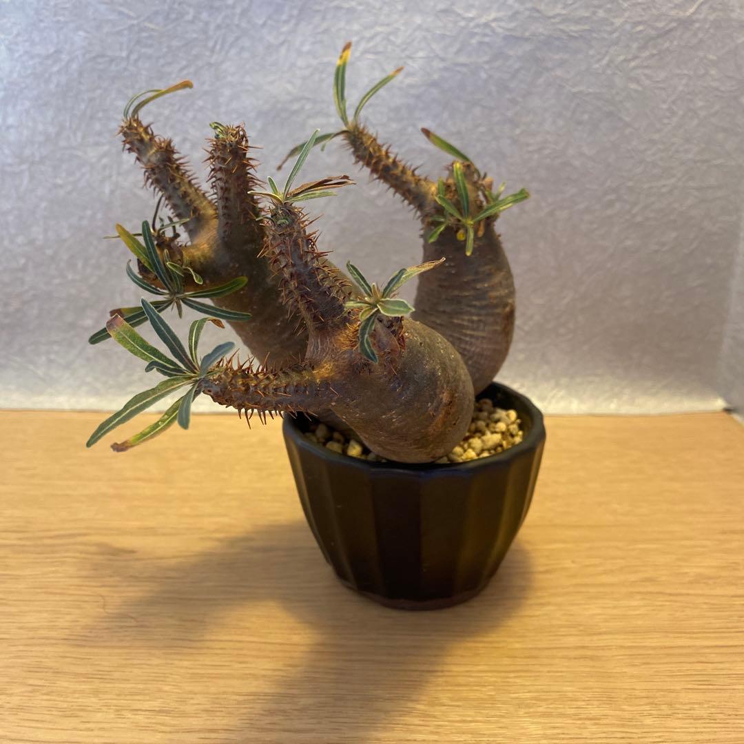 グラキリス多頭トリプルヘッド 現地球