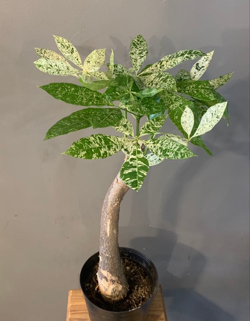 パキラ ミルキーウェイ 7