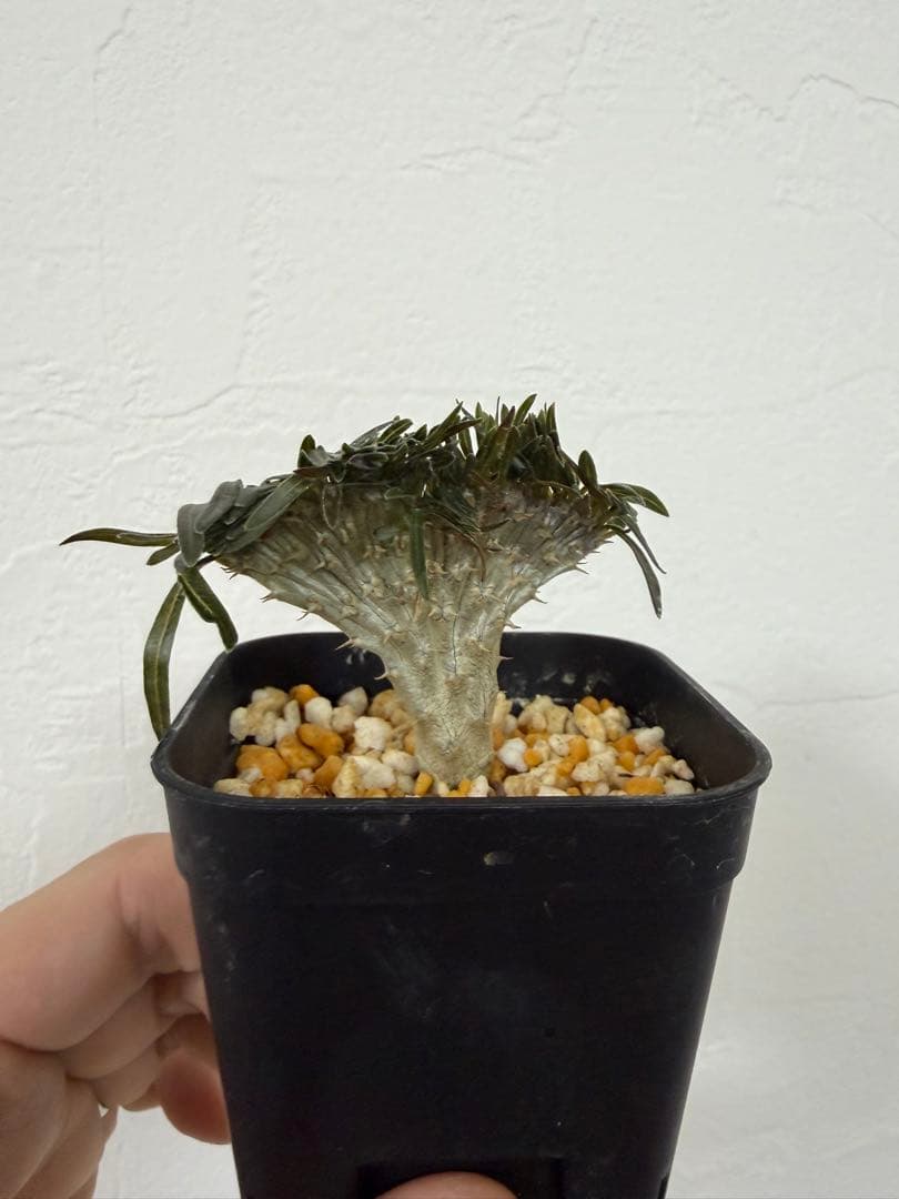 【綴化】 グラキリスA　パキポディウム　塊根